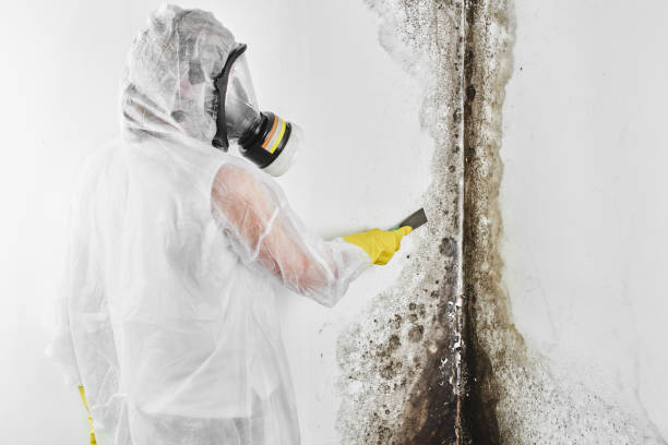 Best Mold Damage Repair  in Hedwig Village, TX