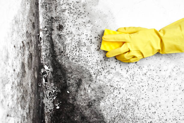 Best Mold Damage Repair  in Hedwig Village, TX