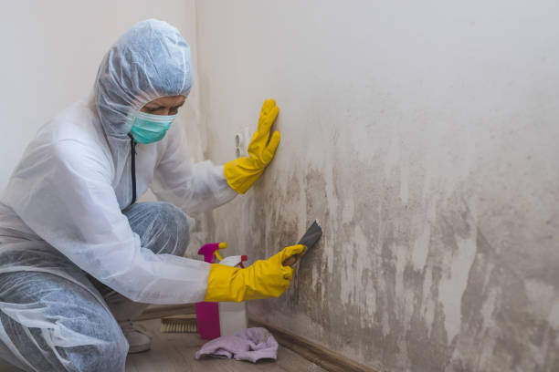 Best Toxic Mold Removal  in Hedwig Village, TX