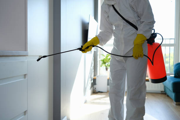 Best Professional Mold Removal  in Hedwig Village, TX