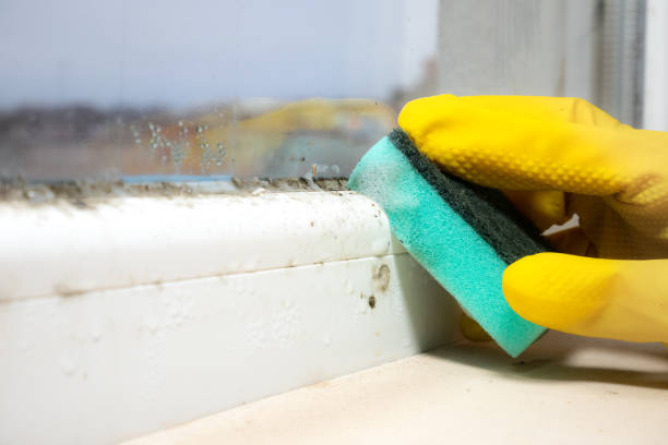 Office Mold Removal Services in Hedwig Village, TX