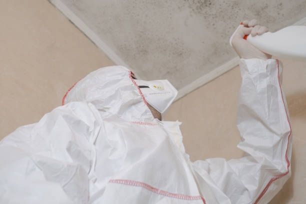 Best Certified Mold Removal  in Hedwig Village, TX