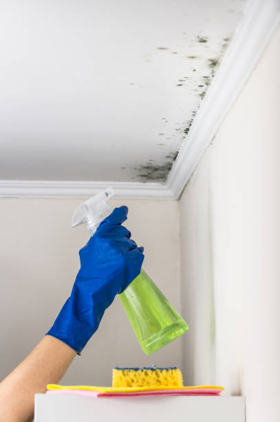 Best Attic Mold Removal  in Hedwig Village, TX